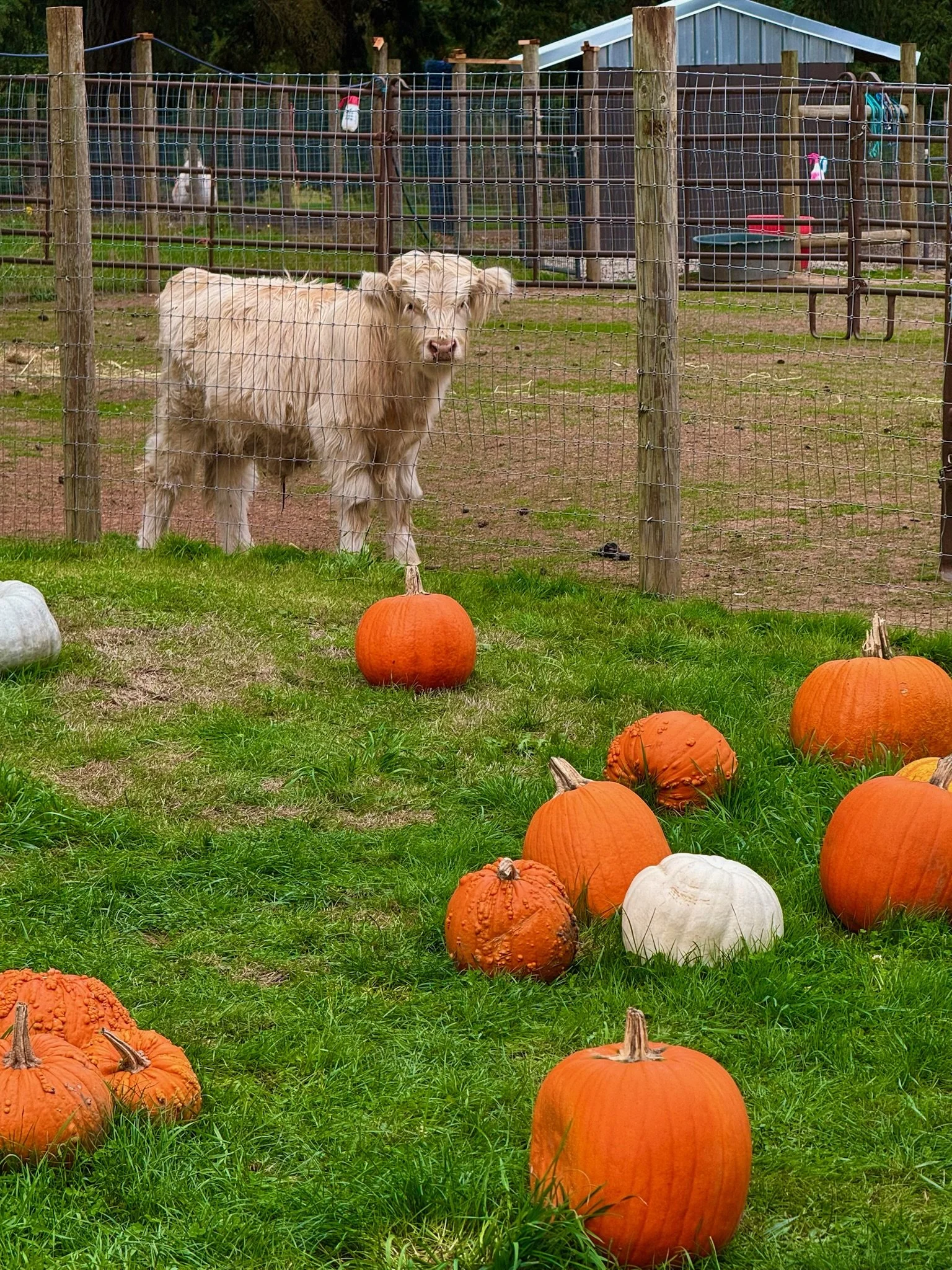 A Highland cow behind a wire fence in a pumpkin patch with orange, white, and bumpy pumpkins on green grass.