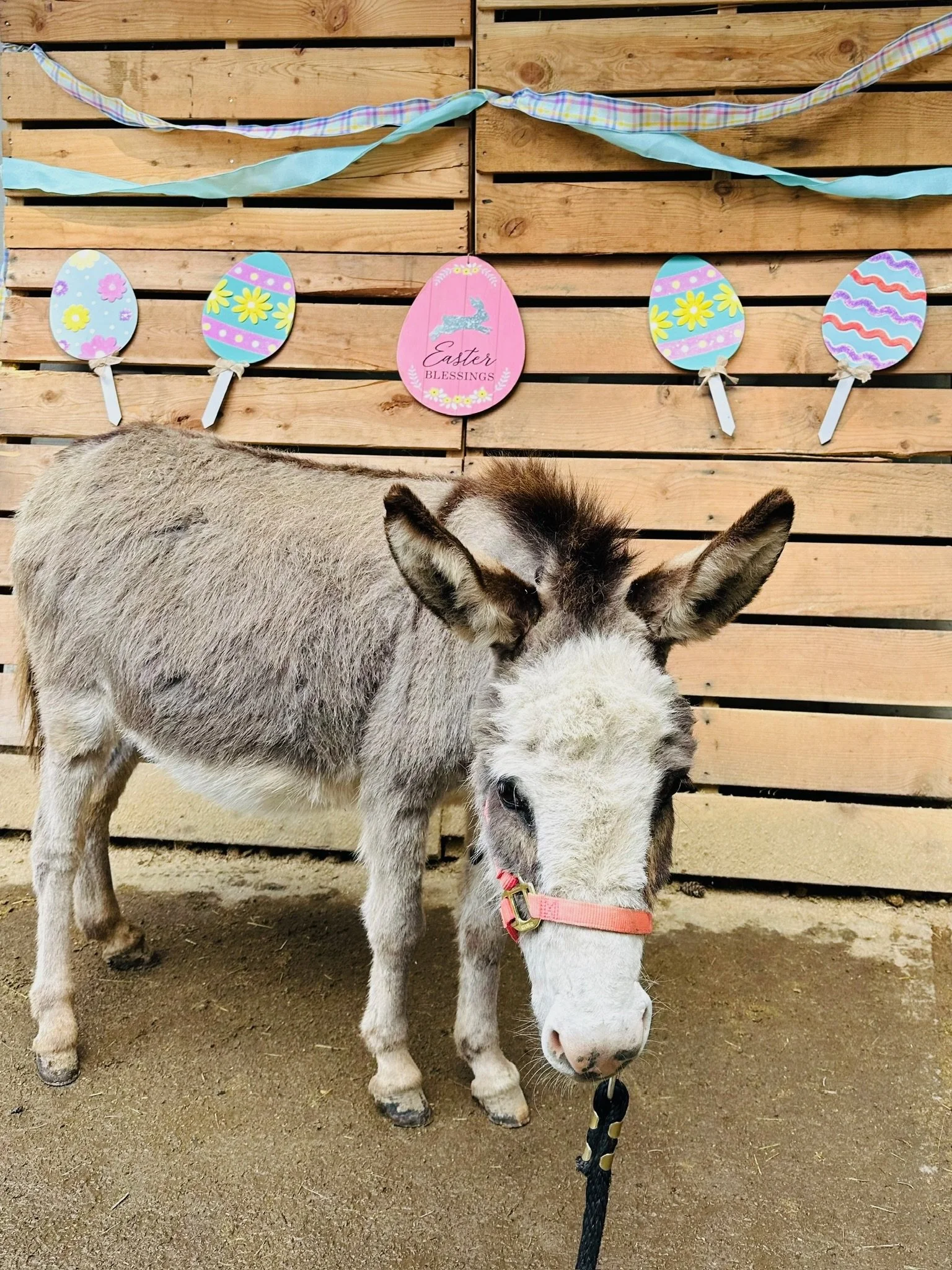 A small grey and white donkey with a pink halter standing on dirt ground in front of a wooden fence decorated with Easter-themed paper decorations, including pink and purple eggs and a sign that reads 'Easter Blessings'. There are paper banners hangi