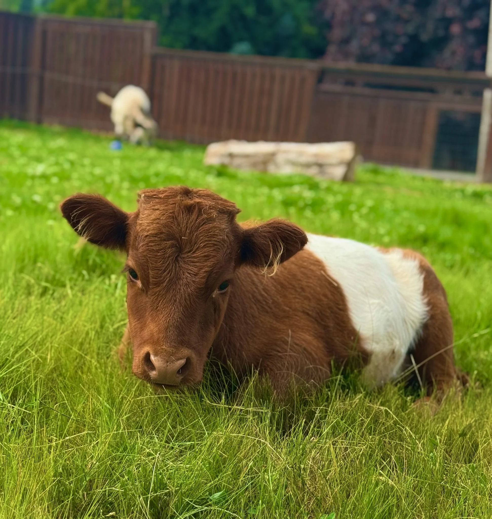 A baby cow lying in green grass with a wooden fence and another animal in the background.