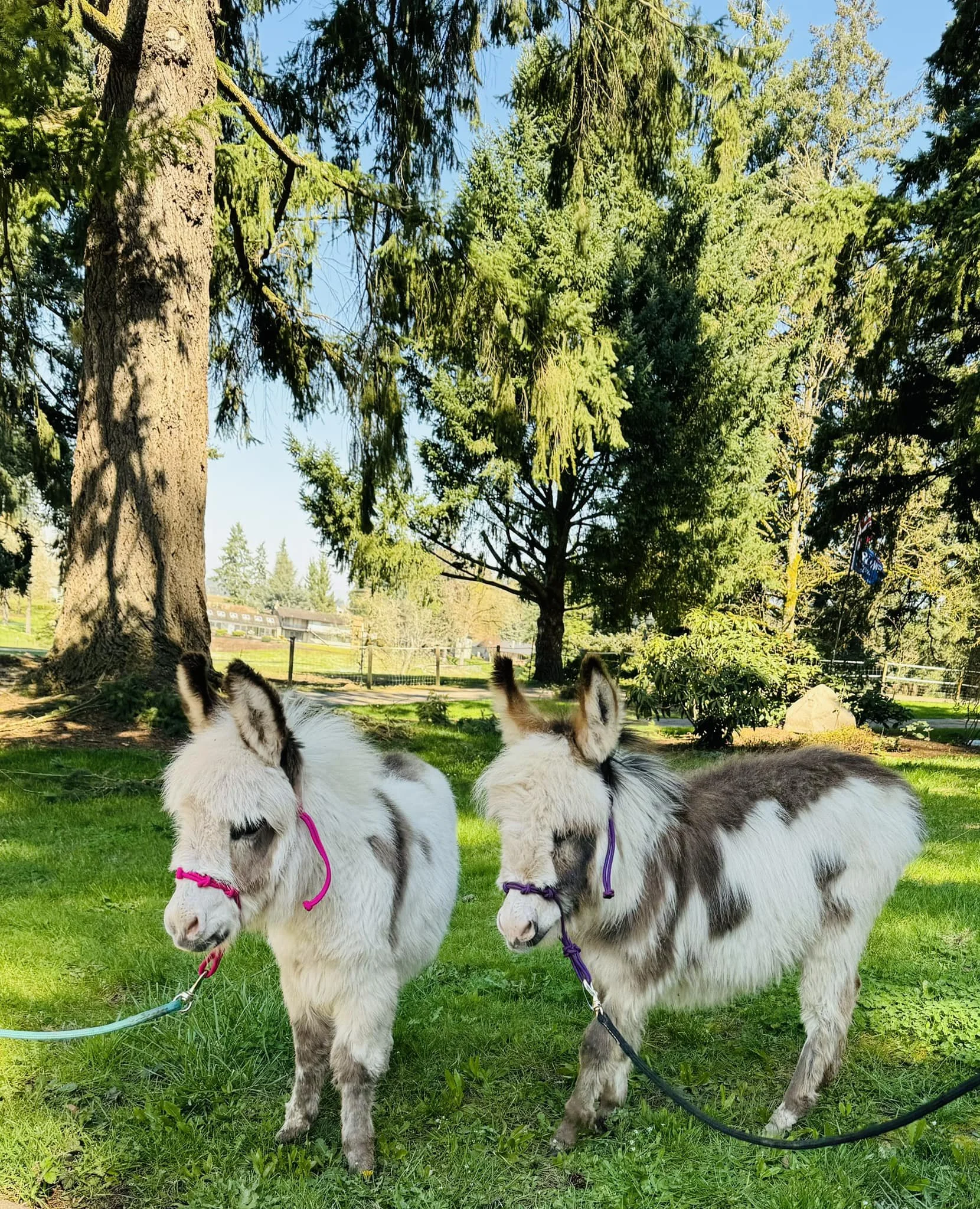 Two small donkeys with fluffy white and gray fur, each with a colorful halter, standing on green grass in a park-like setting with tall trees and a clear blue sky in the background.