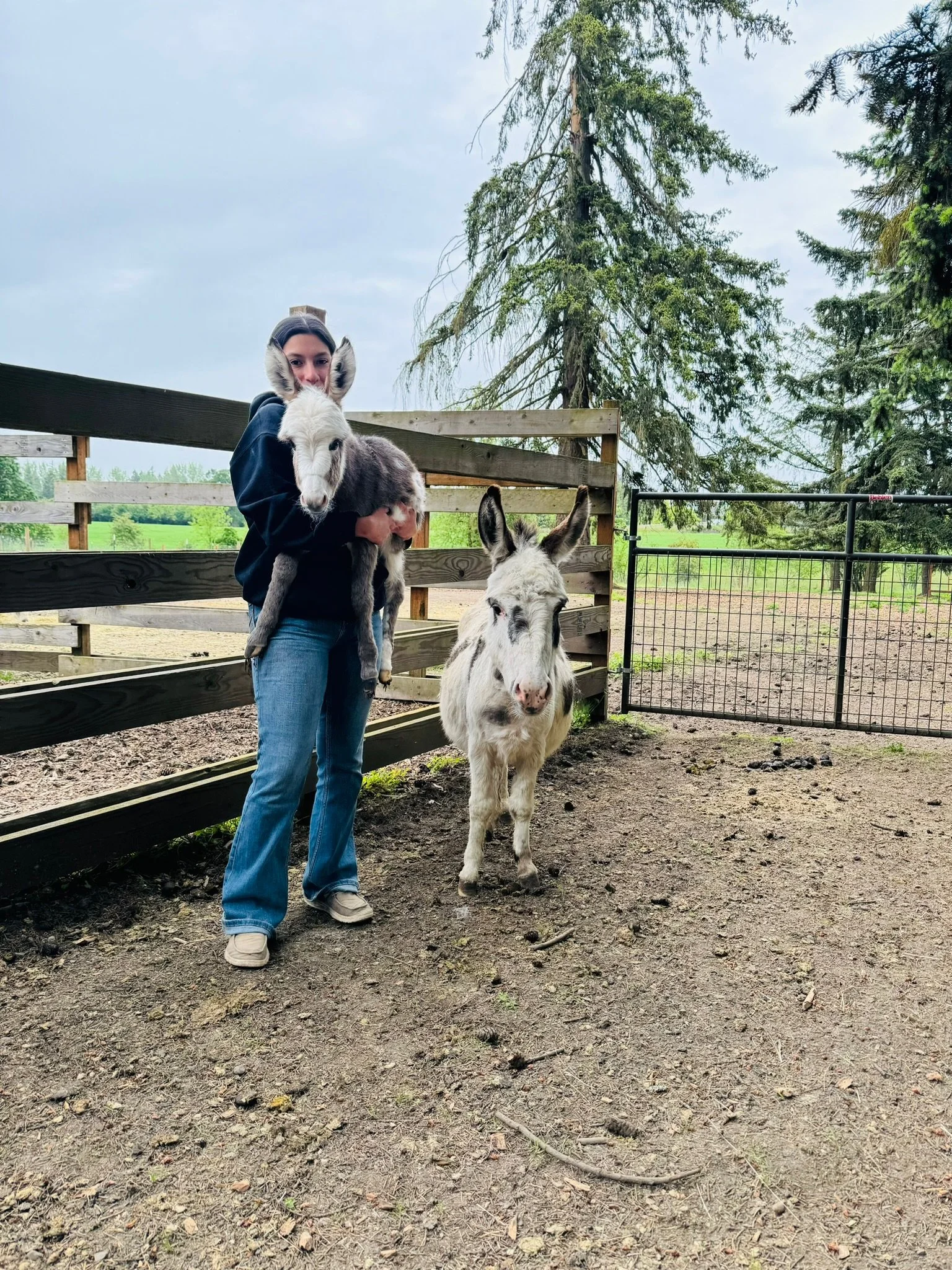 Person holding a small donkey with a white and gray face, standing next to a larger white donkey, in an outdoor farm setting with trees and a fence in the background.