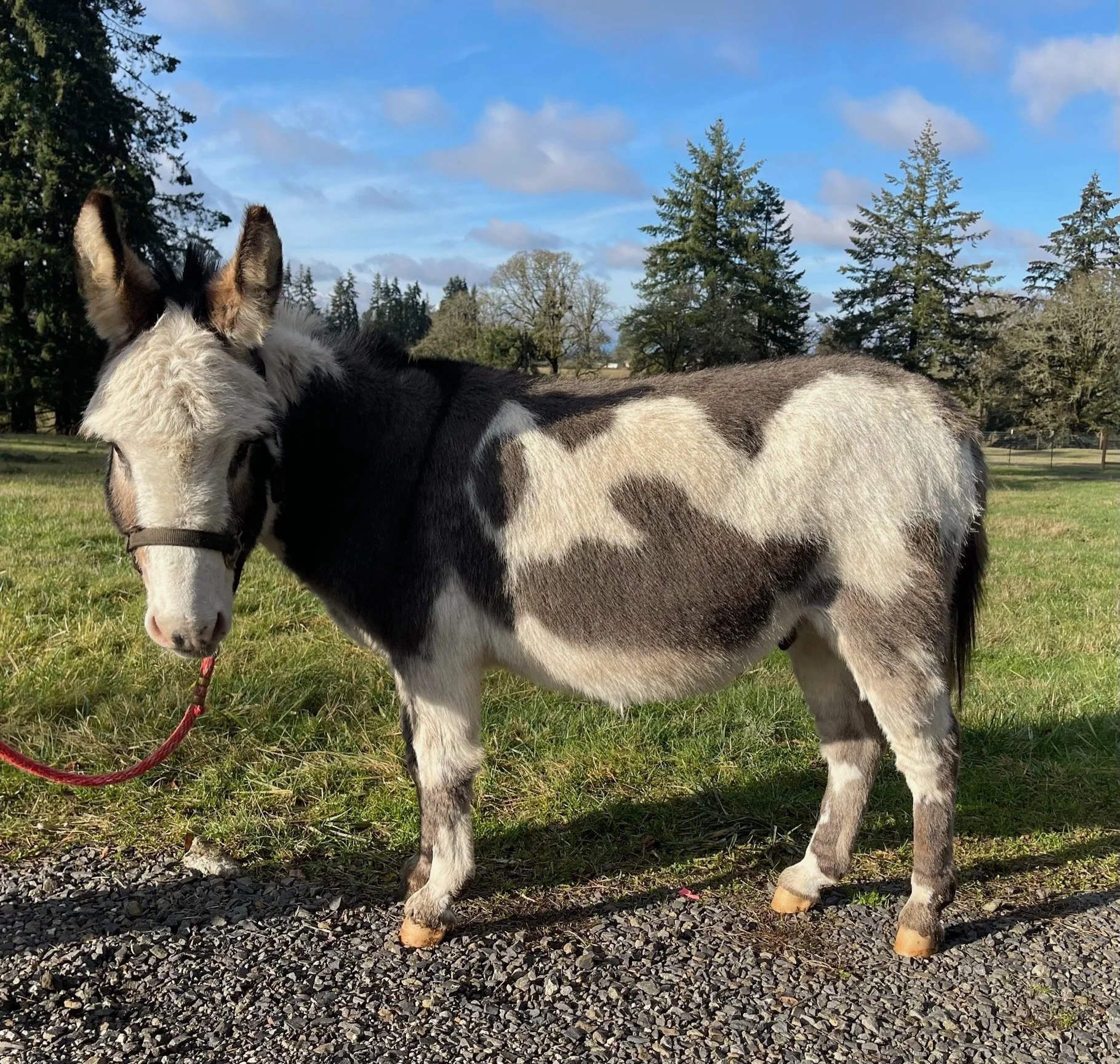 A black and white miniature donkey standing on gravel in a grassy field with trees and a blue sky in the background.