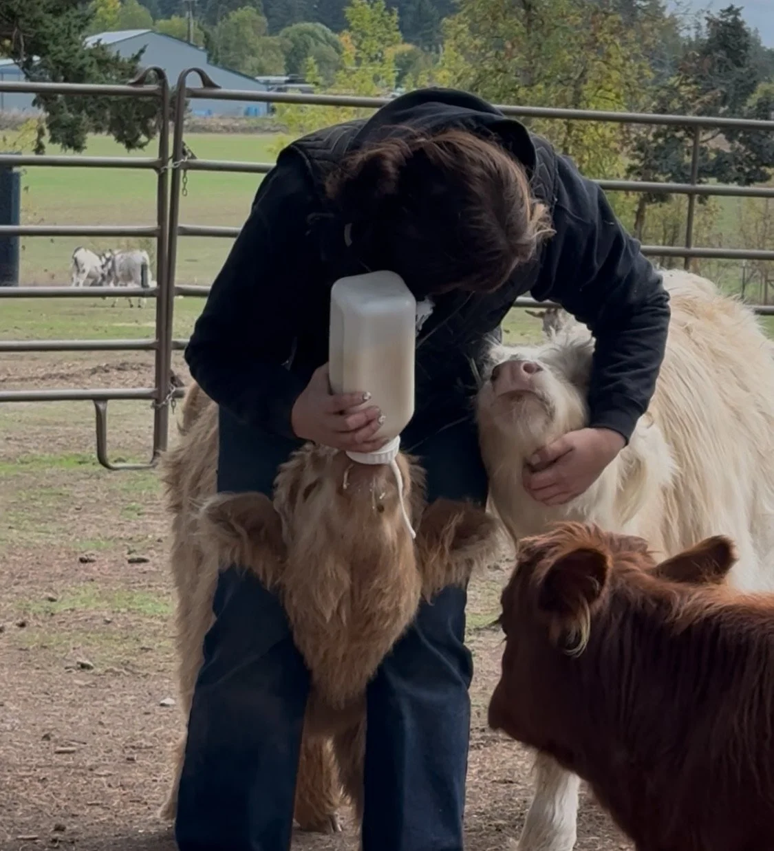 Person bottle-feeding two calves with other cows and a fenced pasture in the background.