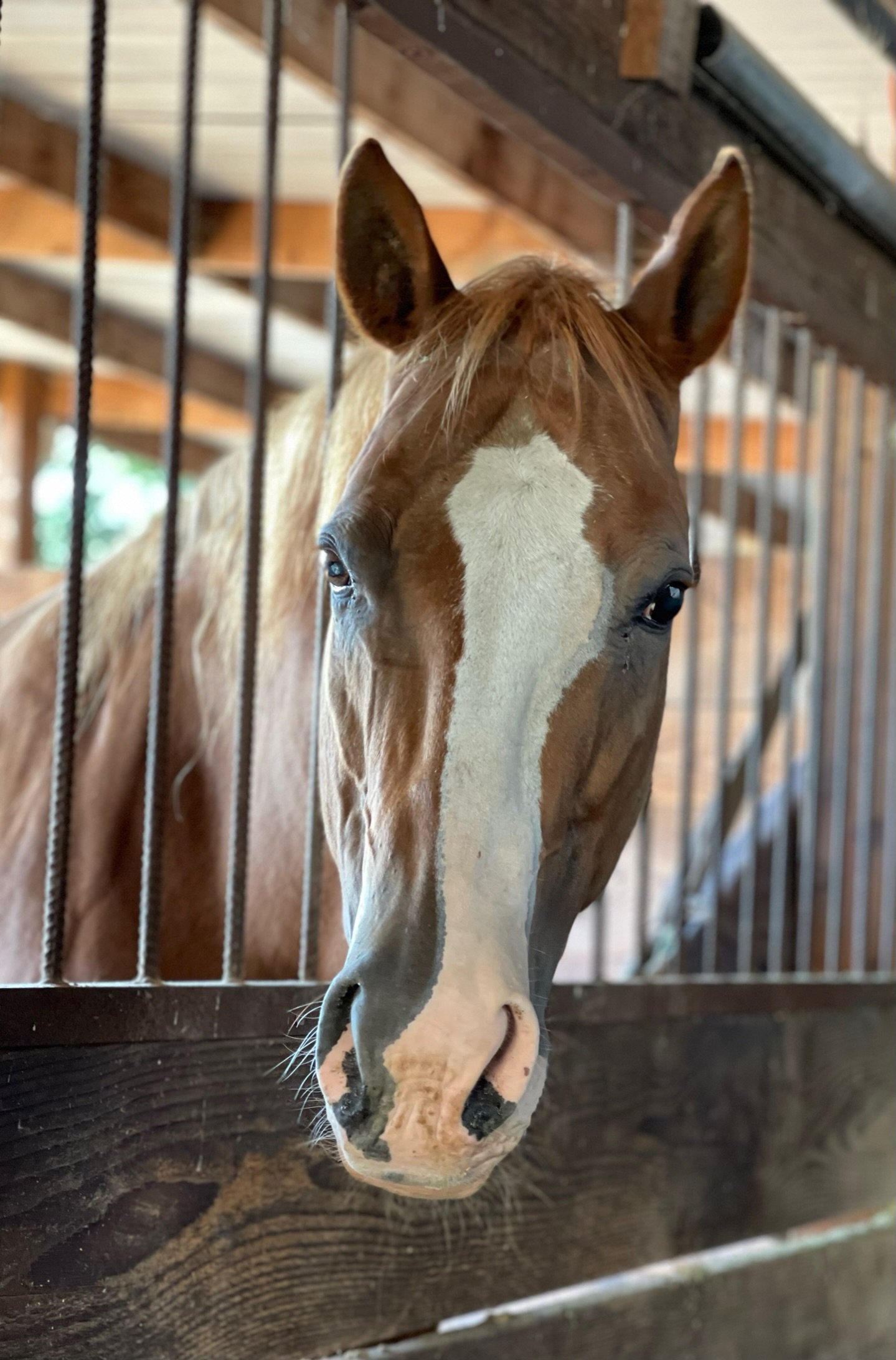 A close-up of a chestnut-colored horse with a white blaze on its face, standing behind a wooden and metal stall, inside a barn.
