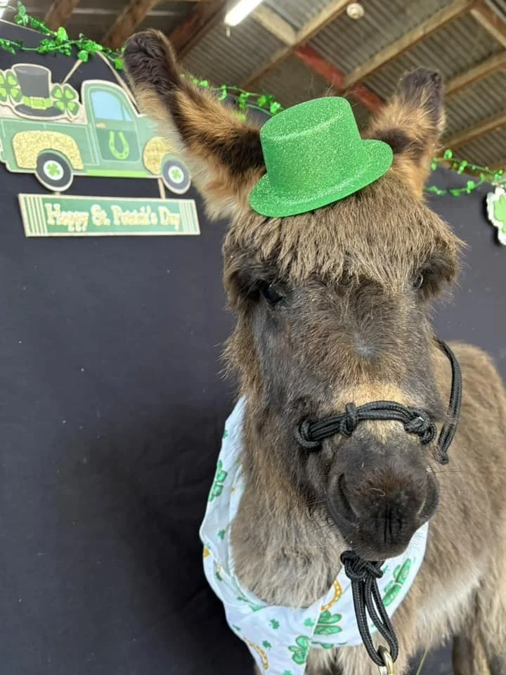 Cute donkey wearing a green glittery hat and St. Patrick's Day bandana, with St. Patrick's Day decorations and signage in the background.