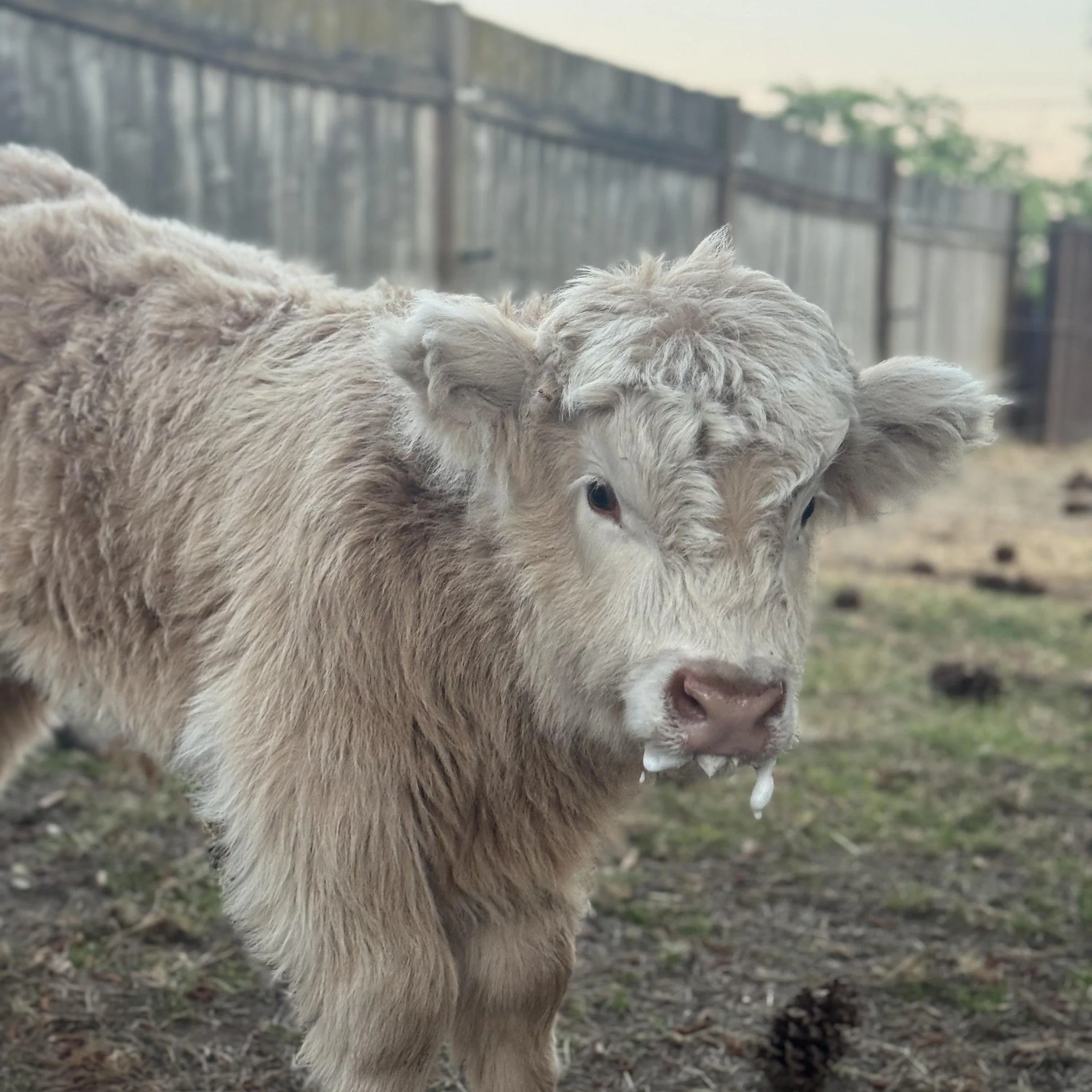 Young cow with curly light-colored fur standing in a fenced outdoor area.