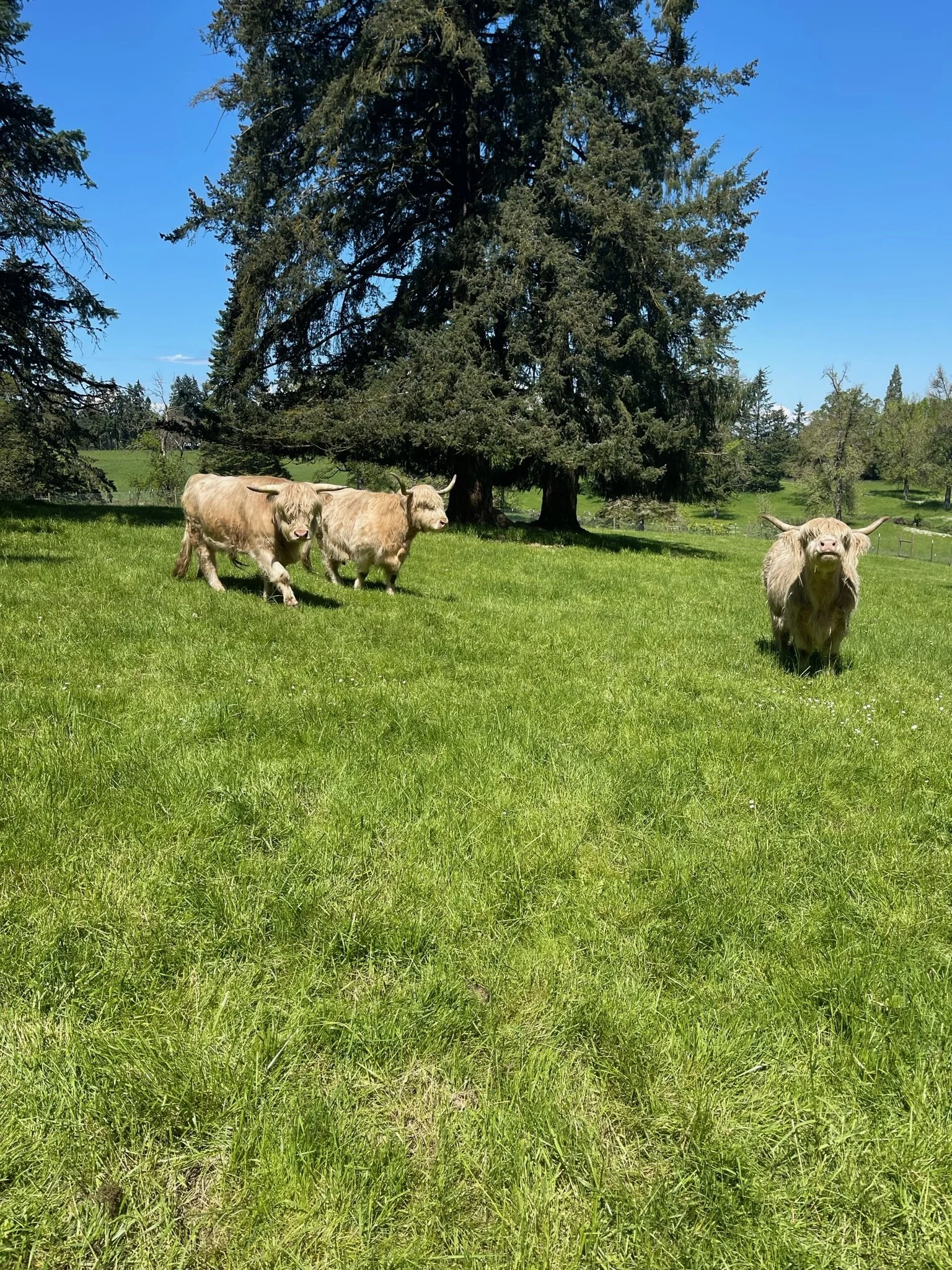 Three Highland cows grazing in a grassy field with tall trees and a clear blue sky in the background.