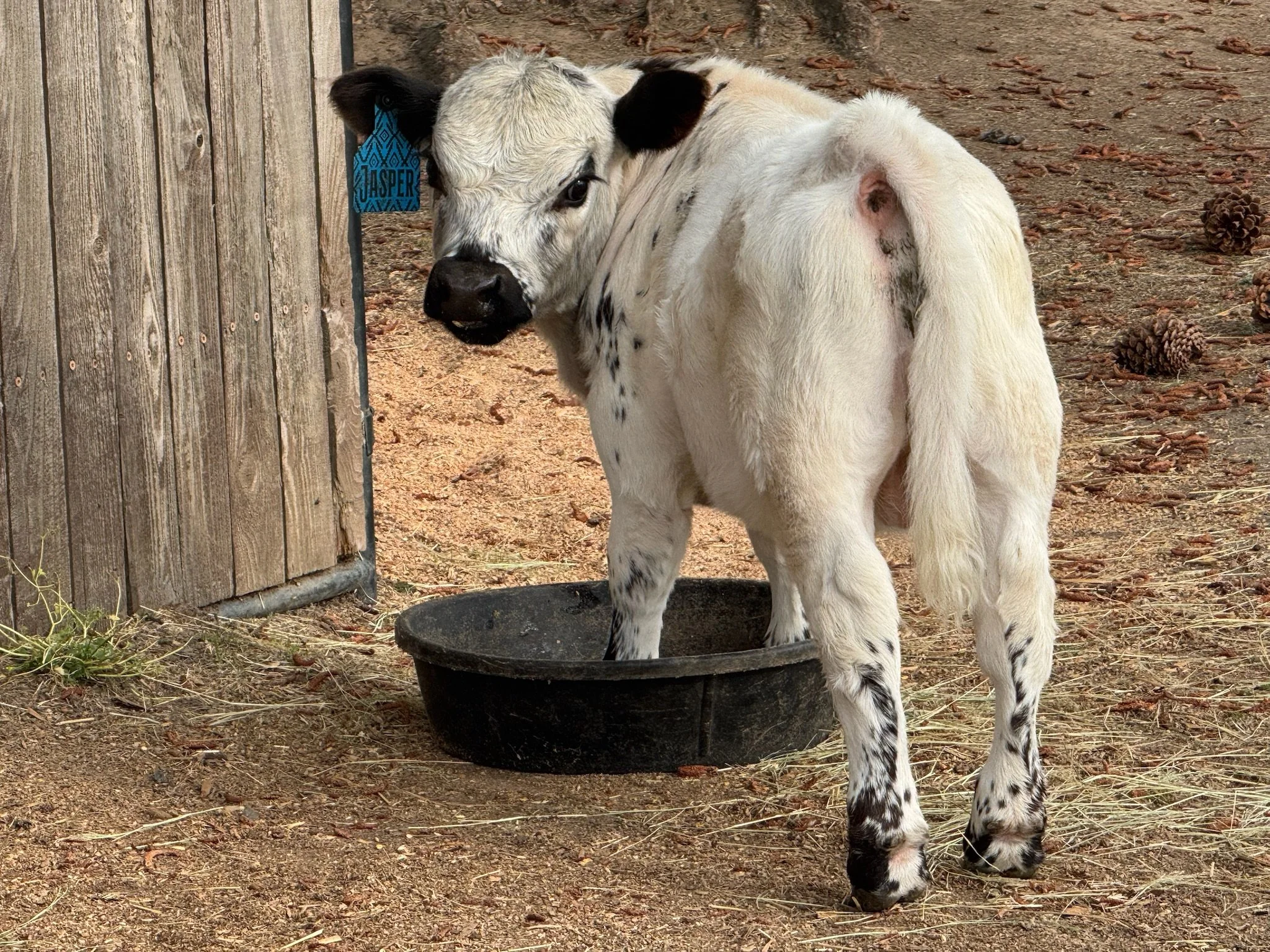 A young, black and white calf stands on dirt ground next to a black feeding tub, looking over its shoulder. It has a blue ear tag and is next to a wooden fence with pinecones scattered on the ground.
