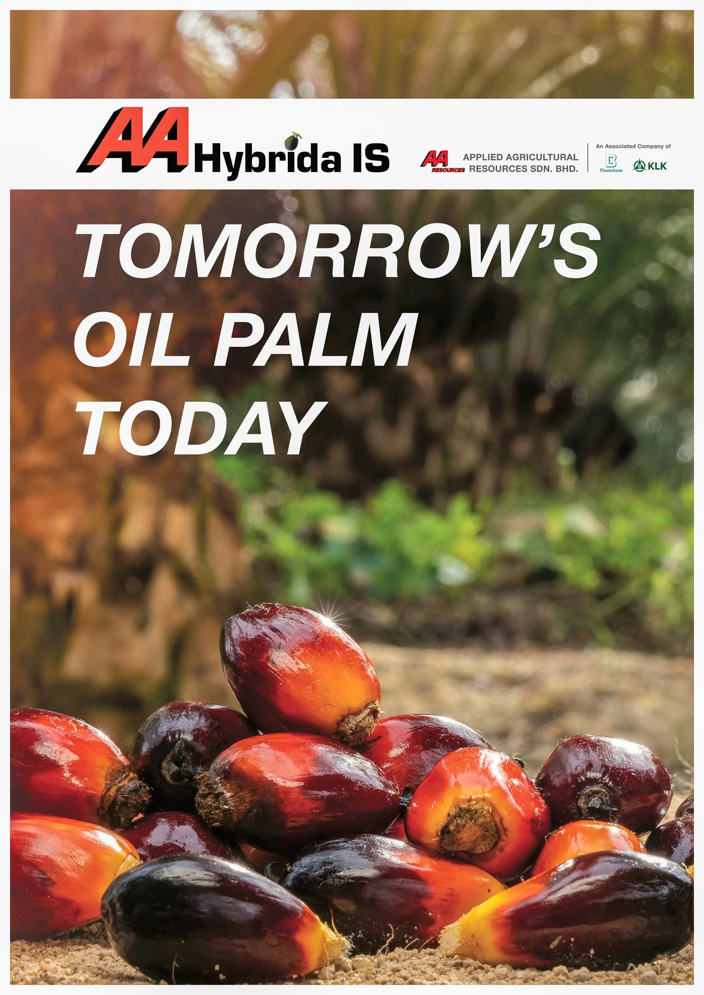 AA Hybrida IS Brochure