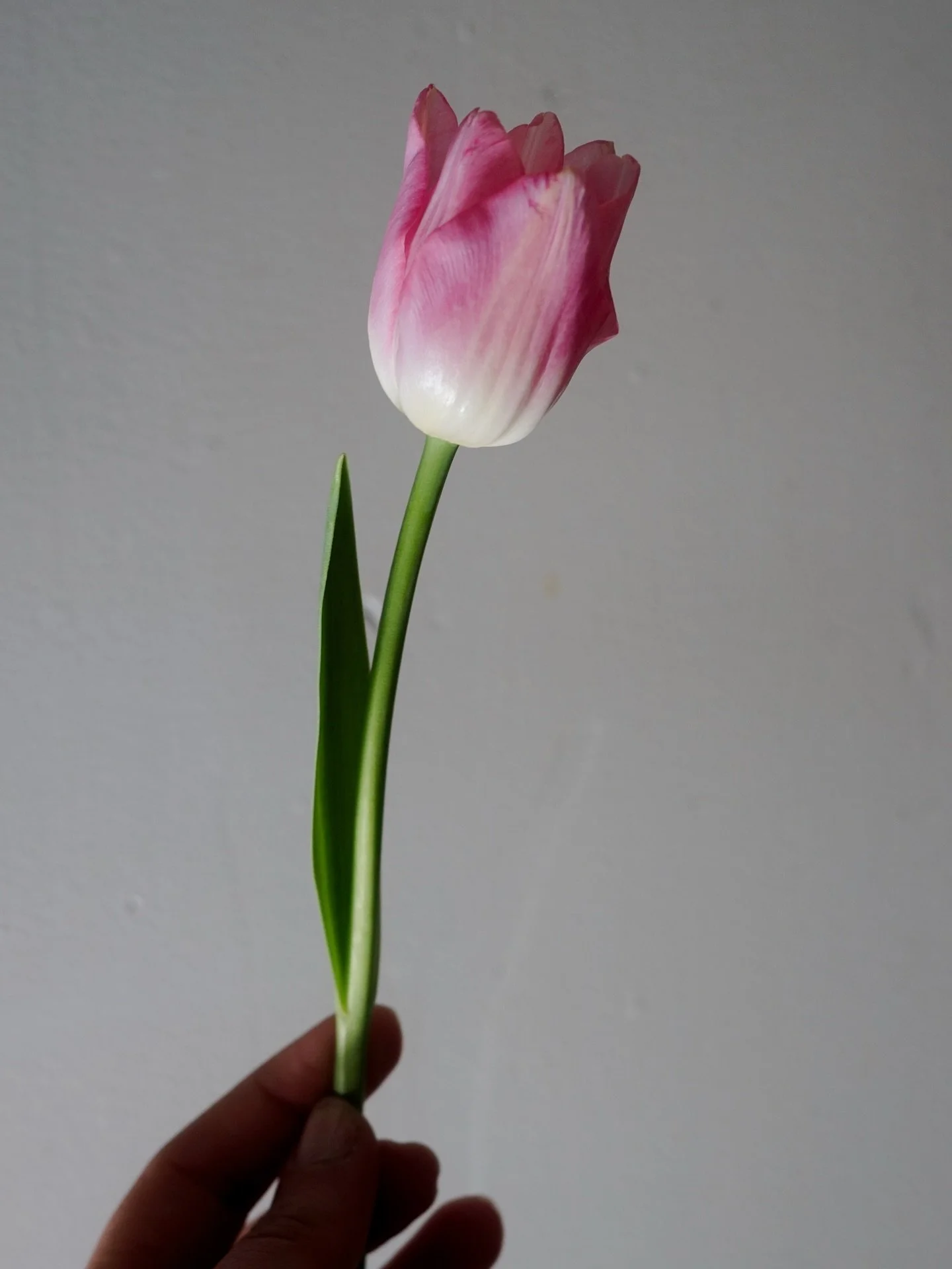These tulips and the season&rsquo;s first bloomers, growing quietly through winter. They show us that new beginnings can happen slowly, and earlier than we had originally planned for.
