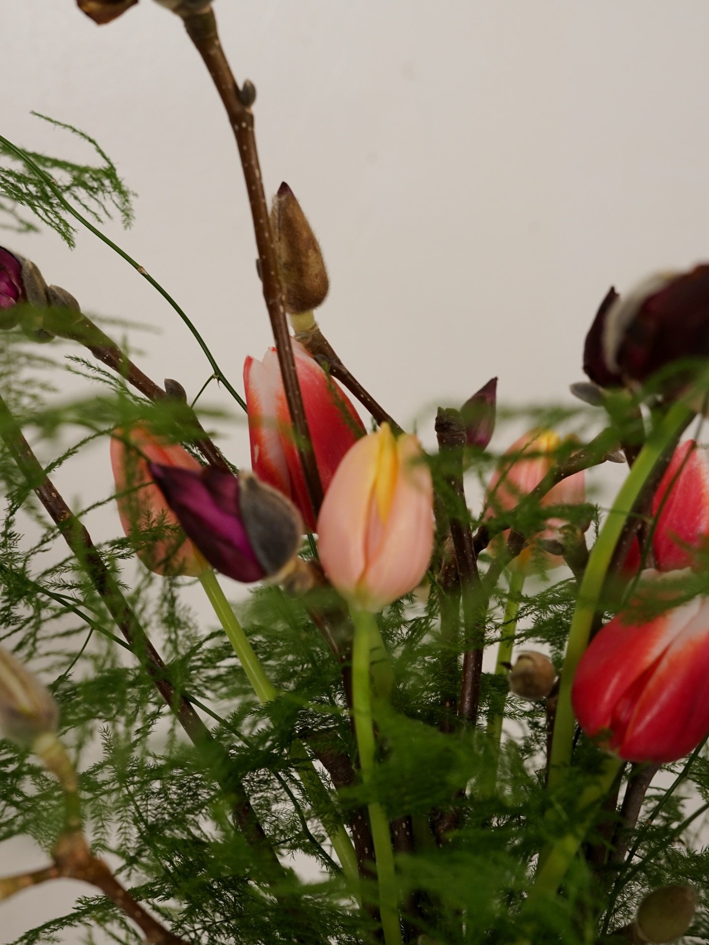 This week&rsquo;s bouquet before it opens. Featuring magnolia branches, asparagus fern, and (more) tulips. 

We will be delivering a special Valentine&rsquo;s Day bouquet this week. Sign up to #giveyourselfflowers
