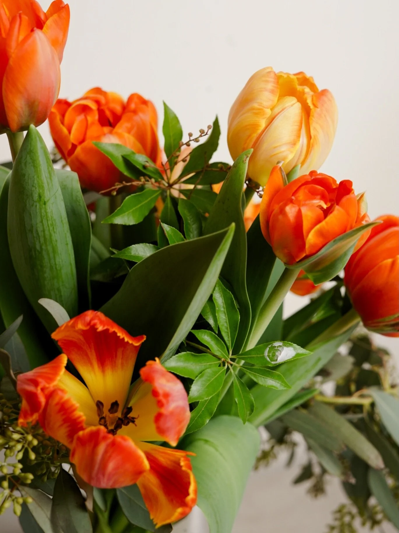 I&rsquo;ve always admired the resilience of flowers, especially those that grown during the winter, and especially these with these out-of-this-world colors! 

Subscribe to give yourself flowers