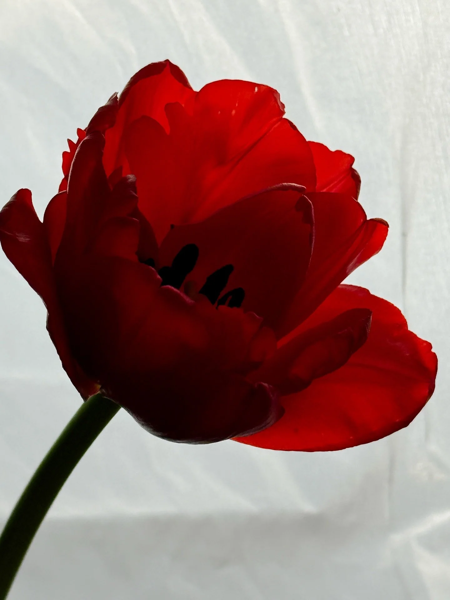 We&rsquo;ve been enjoying winter tulips so much. Every week, we are reminded is so much variety in nature. 

Subscribe to get flowers delivered to you. 
#giveyourselfflowers