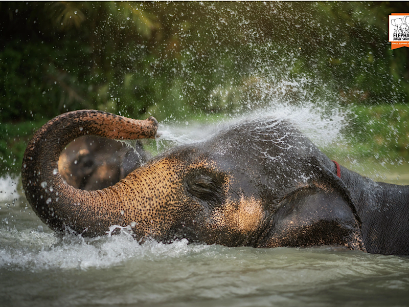 Phuket Elephant Jungle Sanctuary: Feed Me Premium