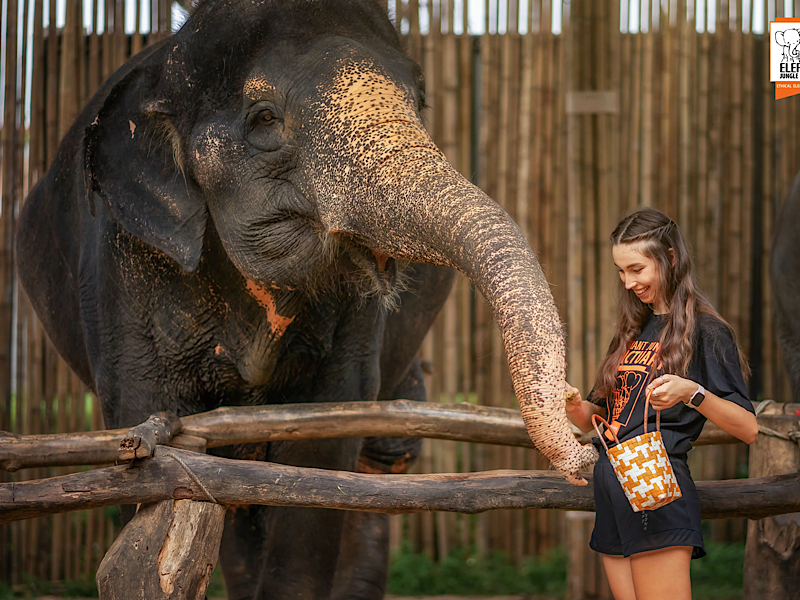 Phuket Elephant Jungle Sanctuary: Feed Me Experience