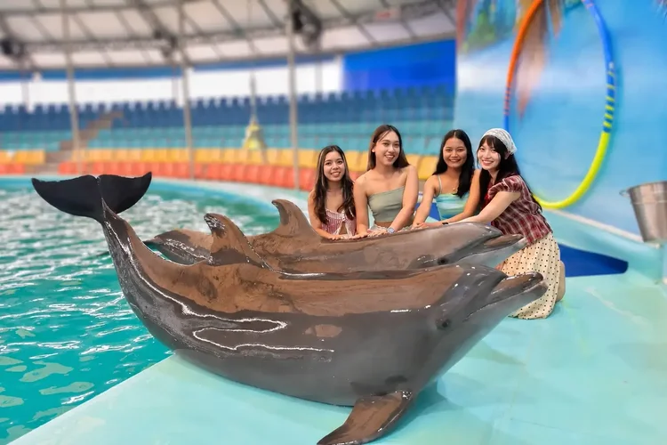 Dolphin show performance