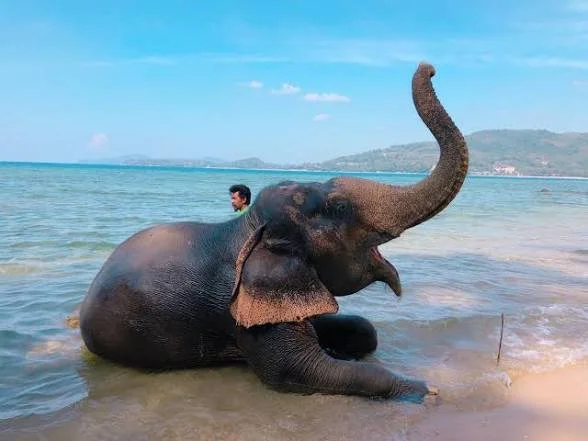 Elephant Swimming on the beach .JPG