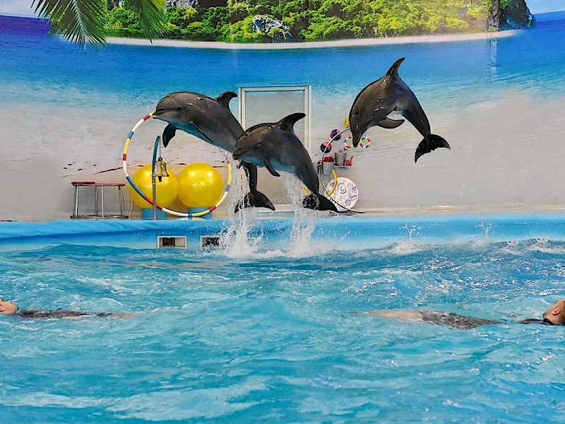 Dolphin Show Thailand