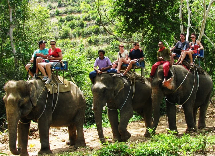 Elephant Trekking in Phuket
