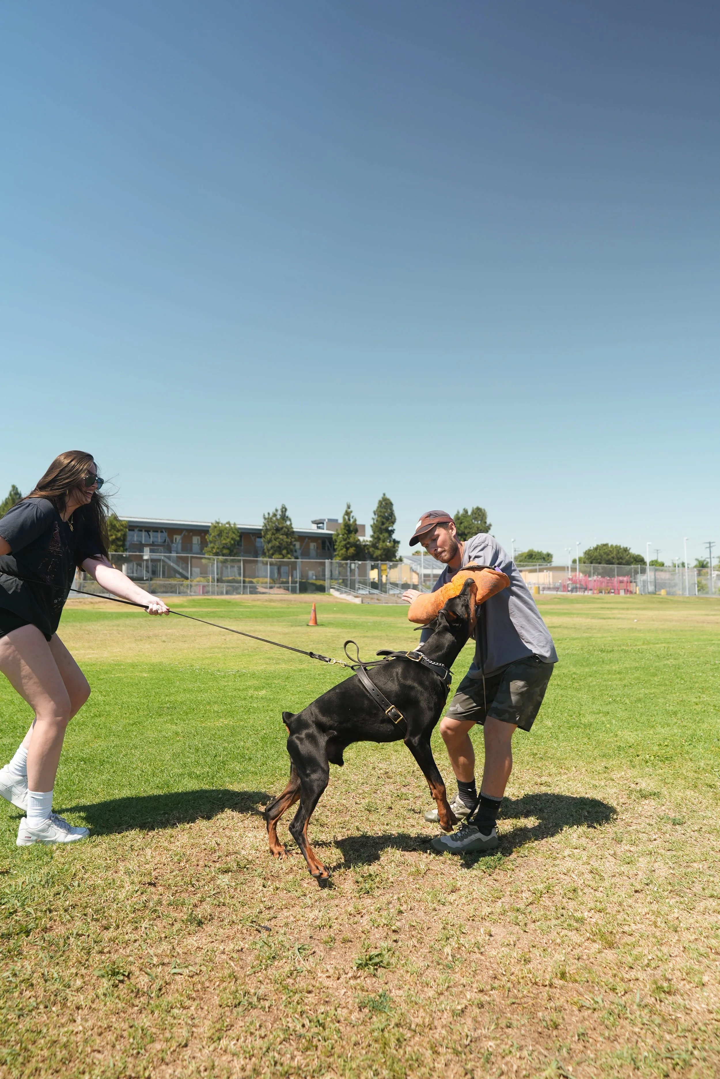 A woman and a man are playing with a large Doberman dog on a grassy field on a sunny day. The woman is holding the dog's leash, and the man is wearing a padded protective arm sleeve, engaging with the dog in a training or play activity.