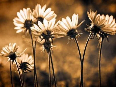 Modern wooden house with a large glass window, set against a mountainous landscape with dry grass and small trees in the foreground.