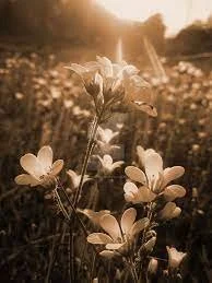 A modern house situated on a hilly green landscape with snow-capped mountains in the background under a cloudy sky.