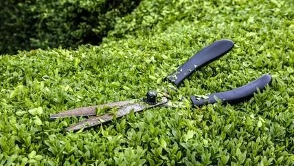 Pruning shears resting on green bushes in a garden.