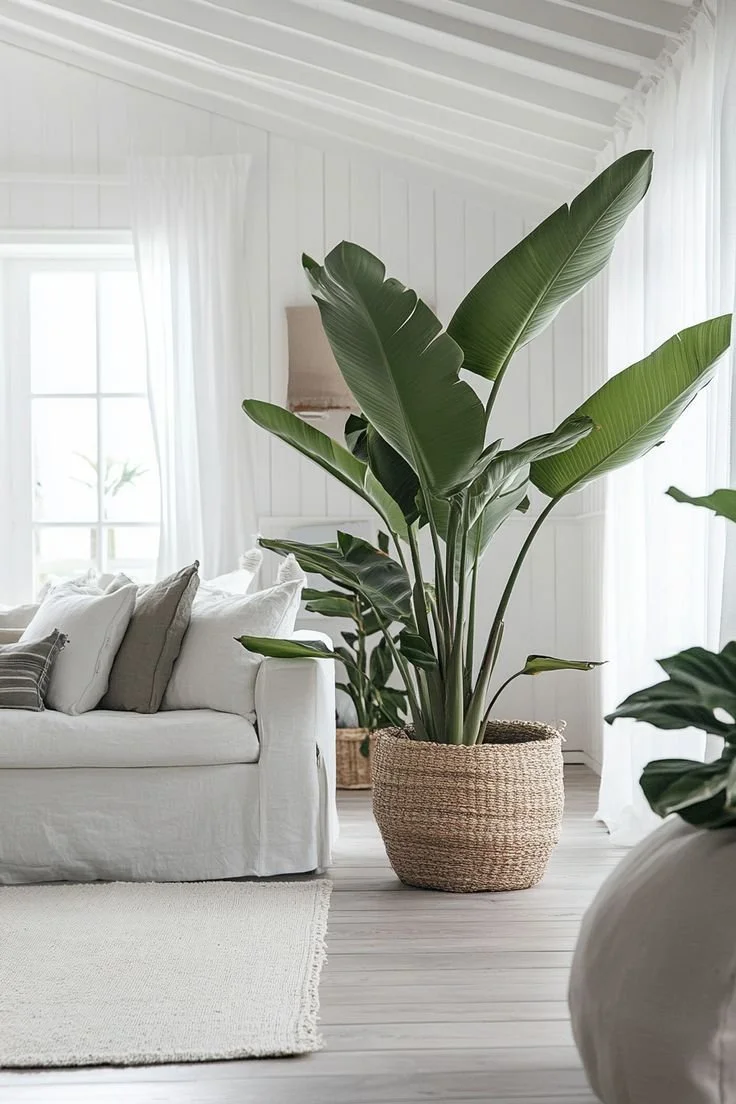 Indoor Plant Styling for Modern Homes