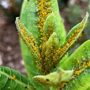 Homemade Pest Deterrents: Natural Solutions for Aphids, Cucumber Beetles, and More