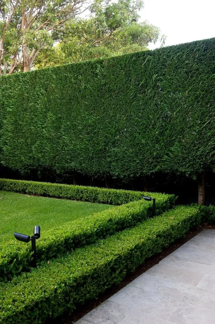 Well-maintained green hedges and bushes along a sidewalk with trees in the background.