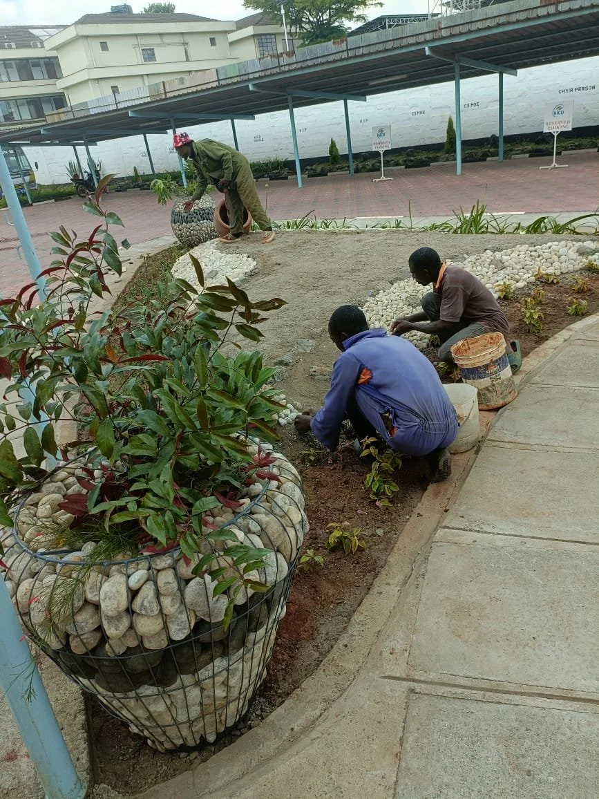 Three men planting and tending to small plants in a landscaped area with some large potted plants nearby.