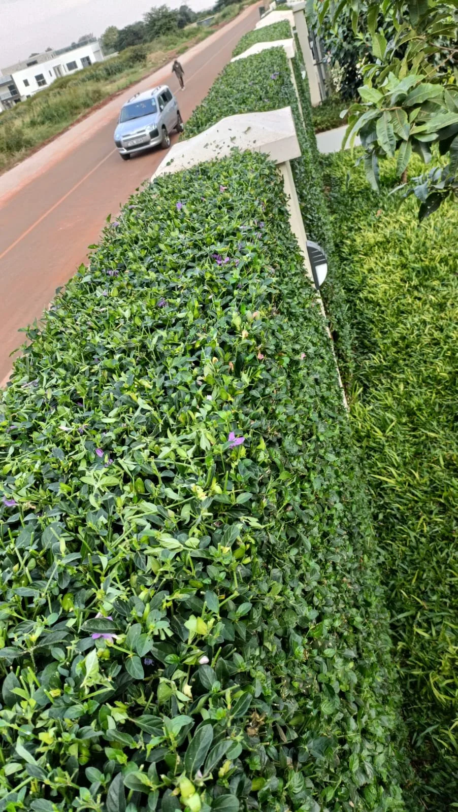 Green hedge with purple flowers along the sidewalk, with a street, a silver car, and a man walking in the background.