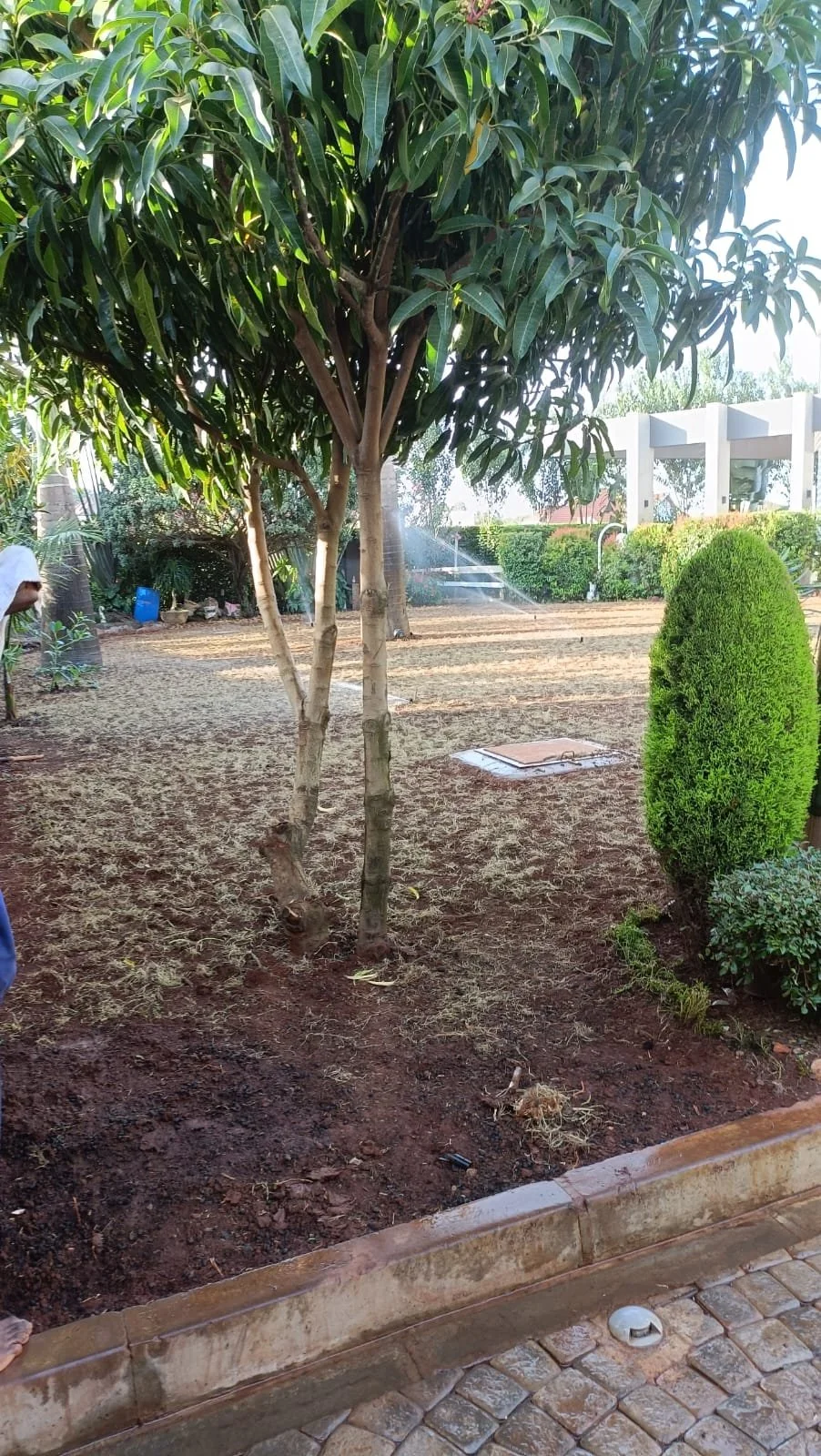 A garden area with a large leafy tree, trimmed shrubs, moist soil, a paved border, and a sprinkler irrigation system in use.
