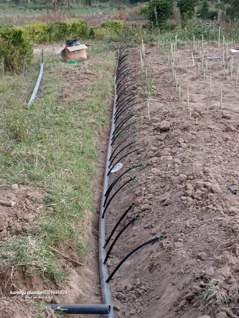 Soaker hoses arranged in a row along a freshly cultivated garden bed for watering plants.