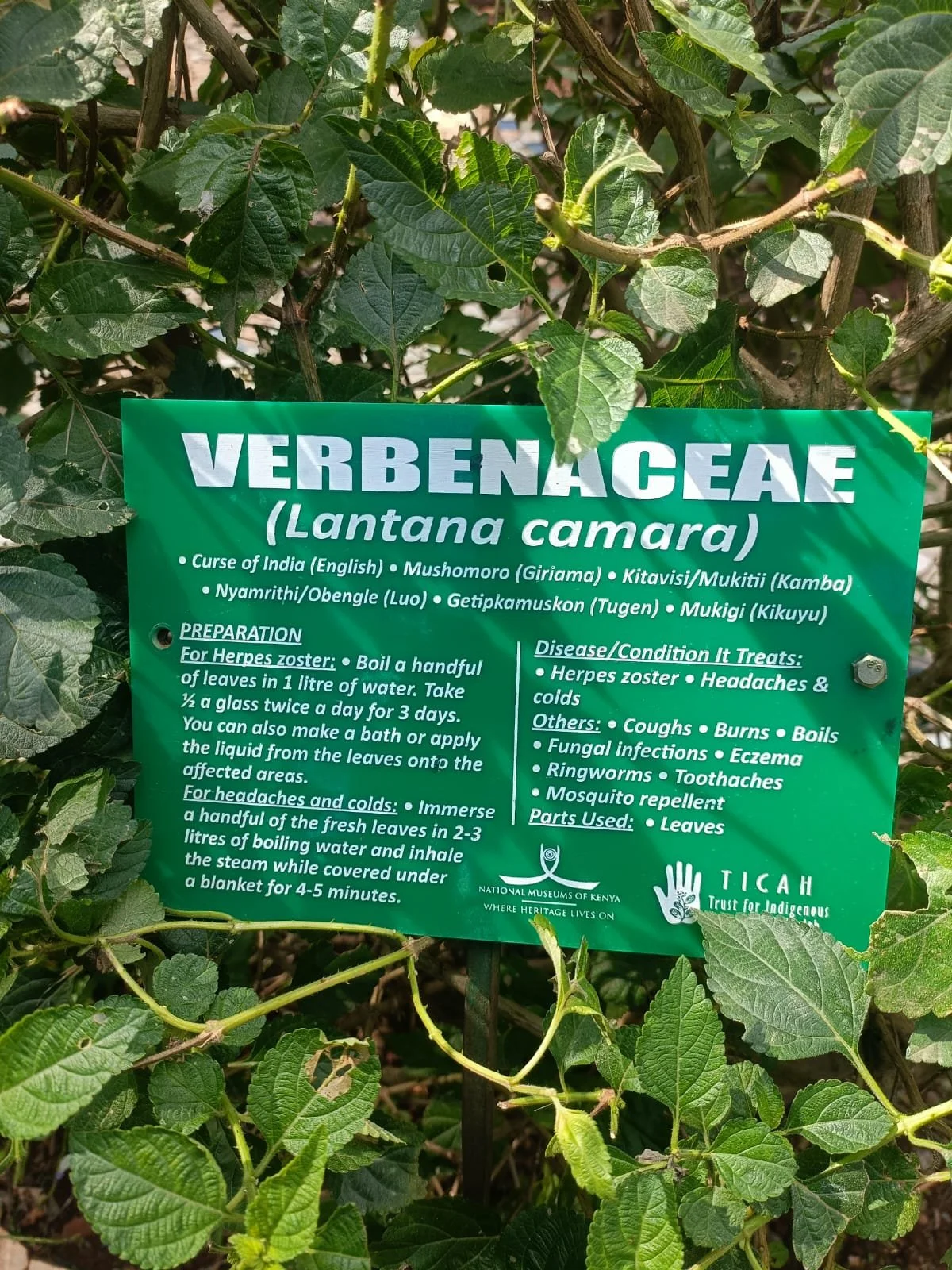 A green informational sign attached to a plant with large green leaves, providing details about the Verbenaceae plant, also known as Lantana camara. The sign includes instructions for preparing the plant for medicinal use, conditions it treats, and its parts used.