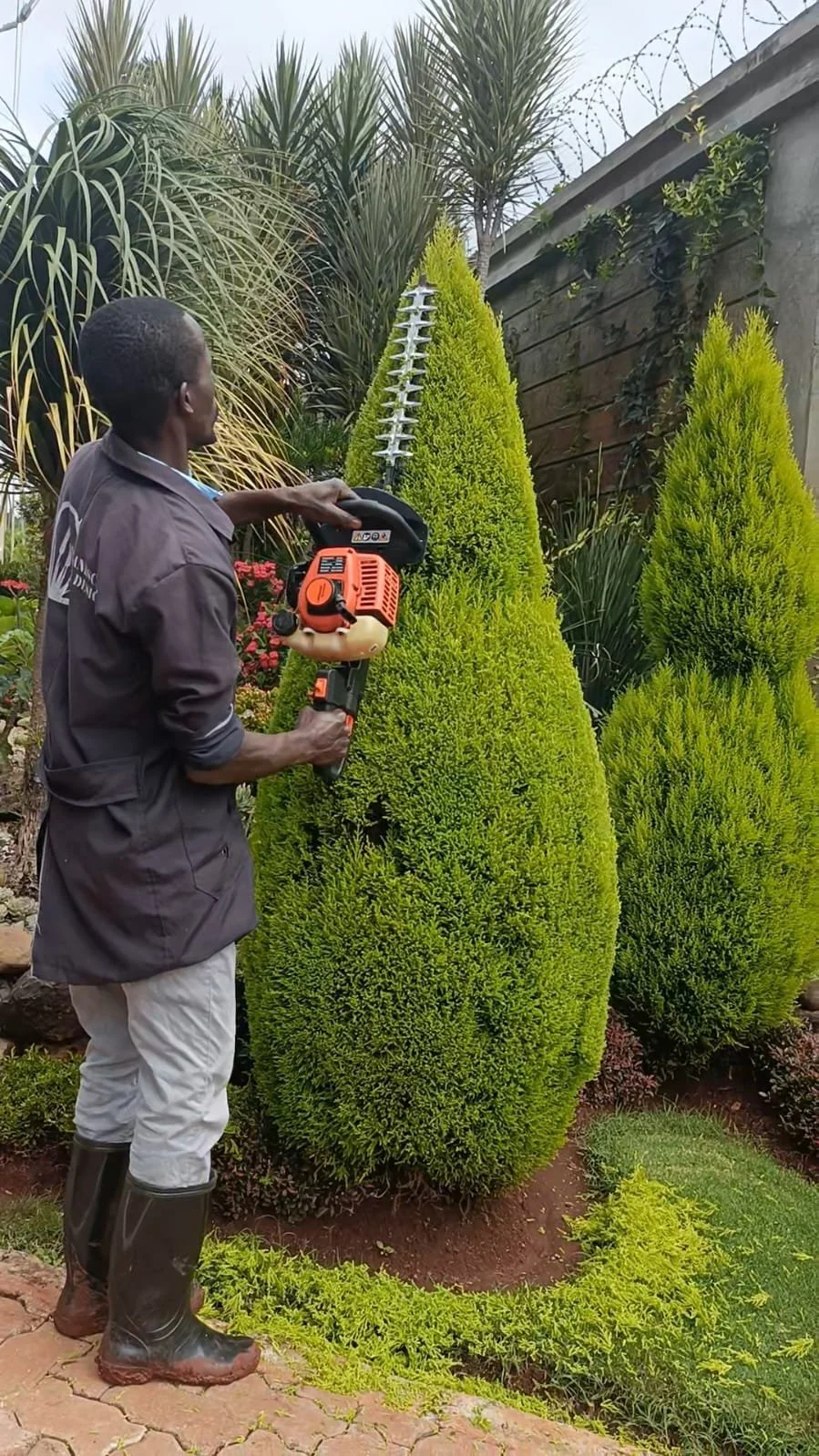 A man is trimming a tall, cone-shaped shrub with a hedge trimmer in a garden.