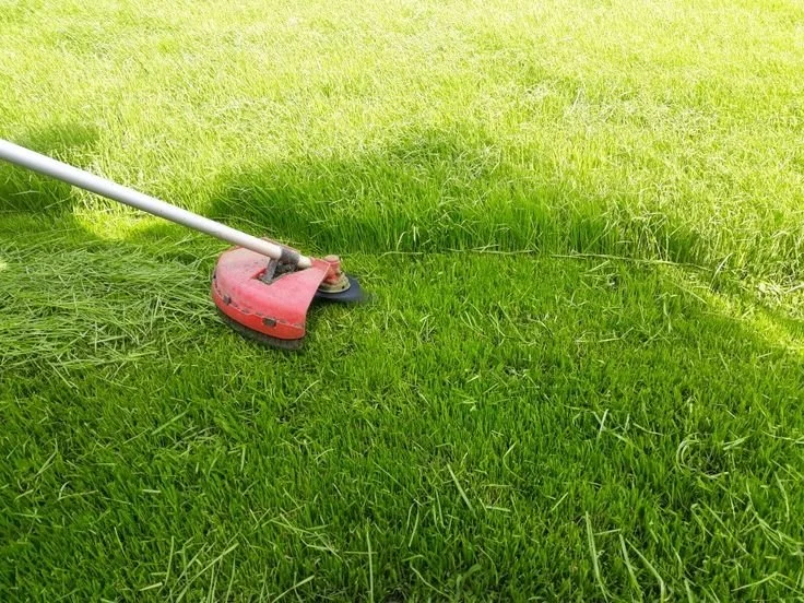 A grass lawn being mowed with a red and silver weed trimmer.