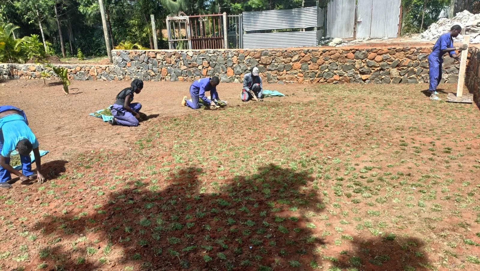 People planting seedlings on a prepared soil plot in an outdoor setting, with a stone wall and trees in the background.