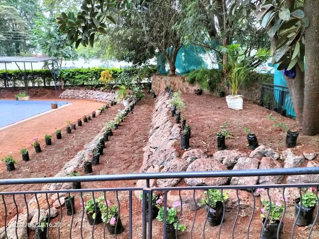 A backyard garden with small potted plants arranged in rows on a dirt surface, bordered by rocks and trees, with a blue area and a brick pathway in the background.