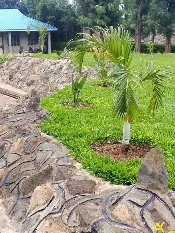 Small palm trees planted along a rocky border with green grass and trees in the background.
