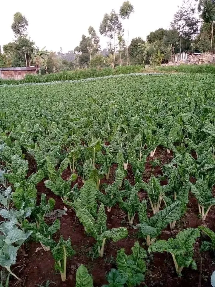 Close-up view of green leafy vegetable plants growing in a field with trees and small structures in the background