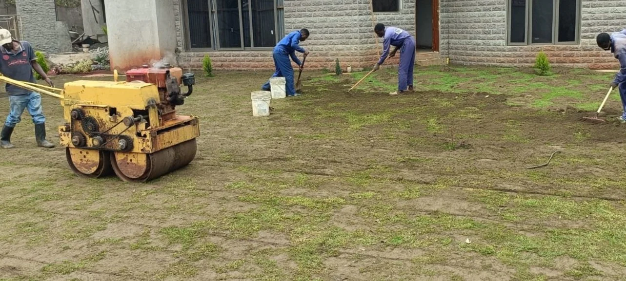 People working on a lawn, using rolling and raking tools, with a construction building in the background.