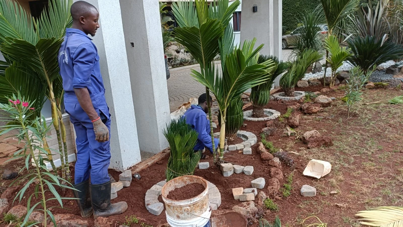 Two men planting and arranging small palm trees in a landscaped garden with rocks and bricks.