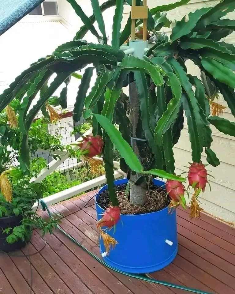 A large dragon fruit cultivar growing in a blue container on a wooden deck, with its characteristic green, spiky, elongated leaves and pinkish-red fruit with yellowish cascading flowers.