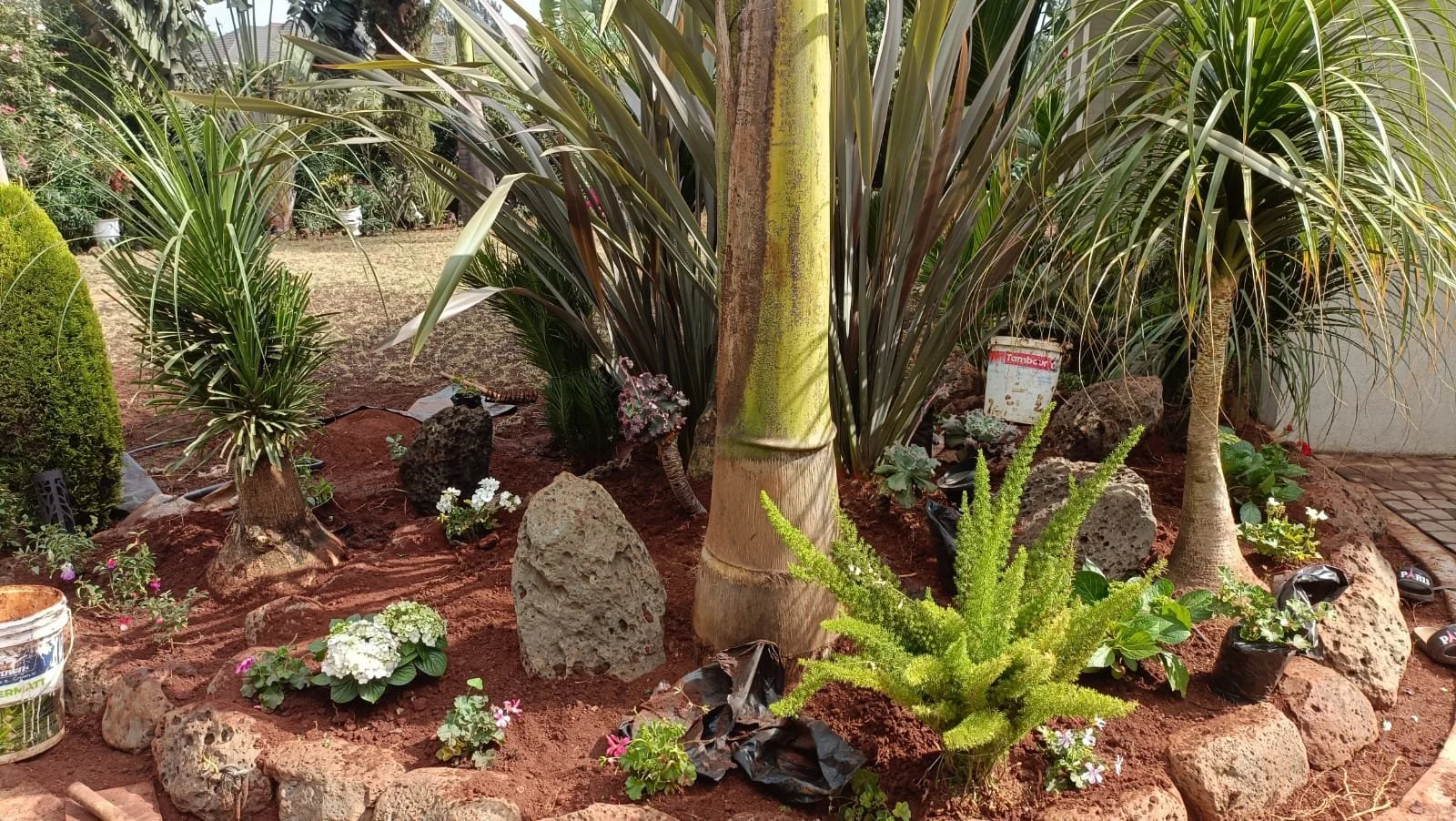 A garden with various tropical plants, small flowering plants, rocks, and brown soil, surrounded by a border of larger rocks.
