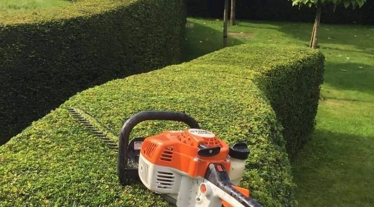 A hedge trimmer placed on a neatly trimmed hedge in a park or garden area.