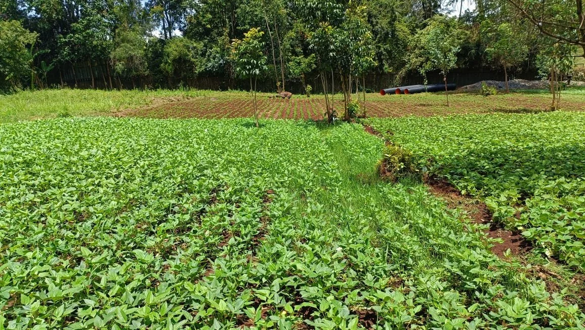 Rows of green leafy plants in a farmland with trees in the background.