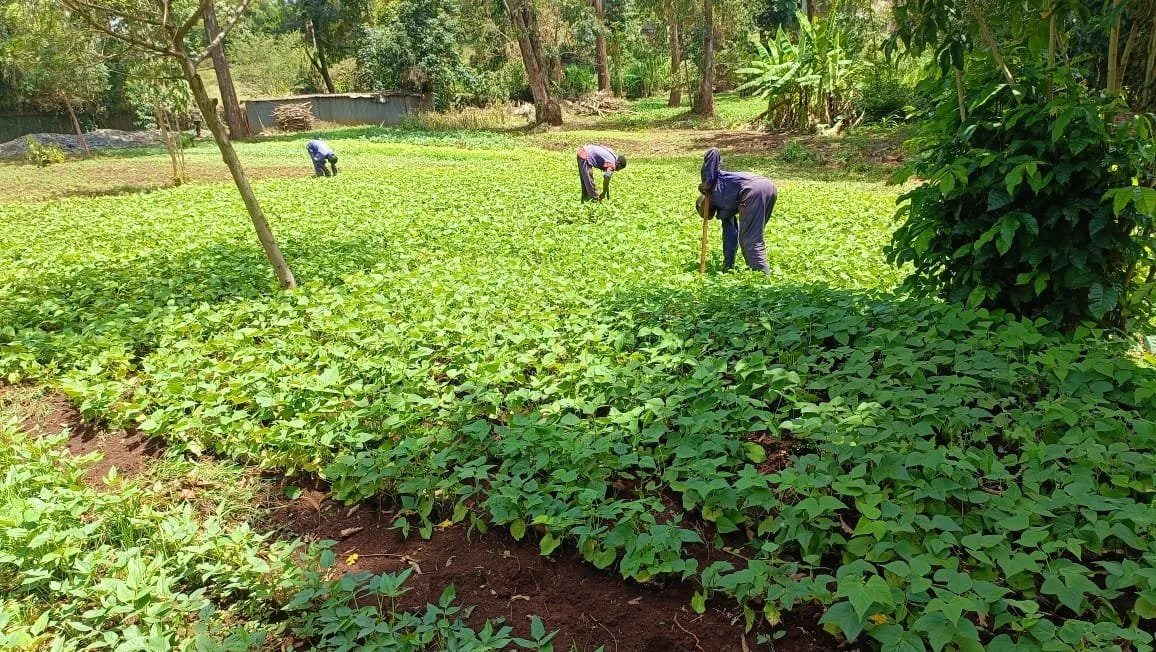 People planting new crops in a farm with lush green plants and trees in the background.