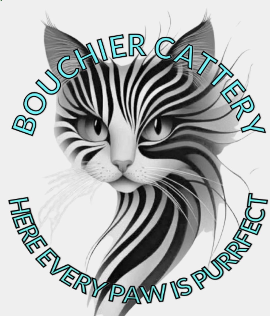 Bouchier Maine Coon 