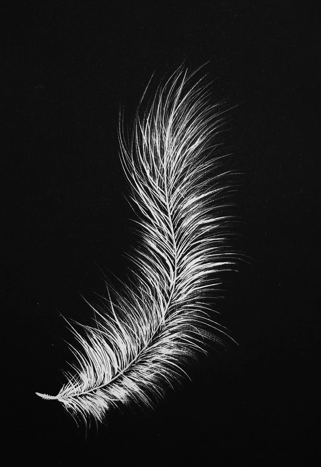 October Exhibition: Bird Series 
